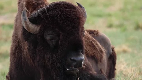 American Bull Bison chewing in spring Stock Footage 281446989