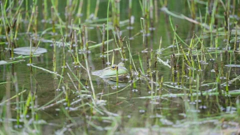 American Bullfrog Close-Up Stock Footage 343977038
