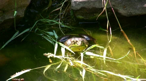 American Bullfrog Stock-Footage 119505