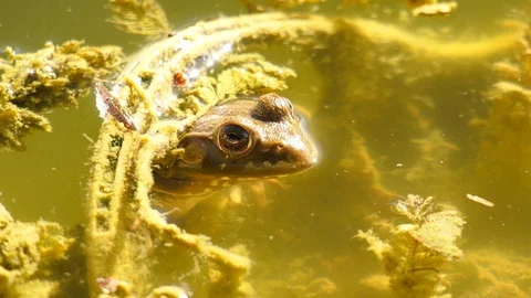 American Bullfrog Stock Footage 105267440