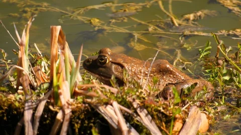 American Bullfrog Stock Footage 105301431