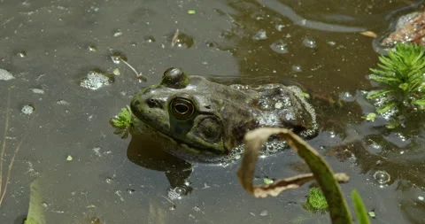American Bullfrog 스톡 동영상 276115653