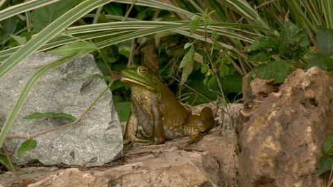 American bullfrog swallows the leg of another bullfrog Stock Footage