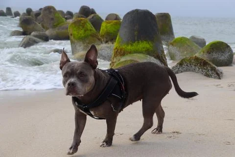American Bully at the Beach Stock Photos