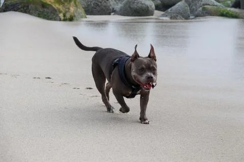 American Bully at the Beach Stock Photos