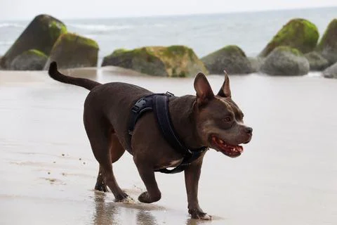 American Bully at the Beach Stock Photos