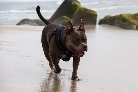 American Bully at the Beach Stock Photos