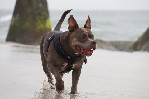 American Bully at the Beach Stock Photos