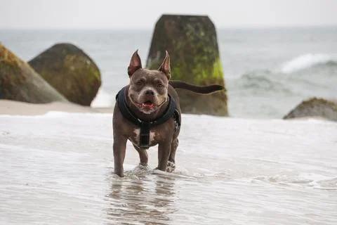 American Bully at the Beach Stock Photos