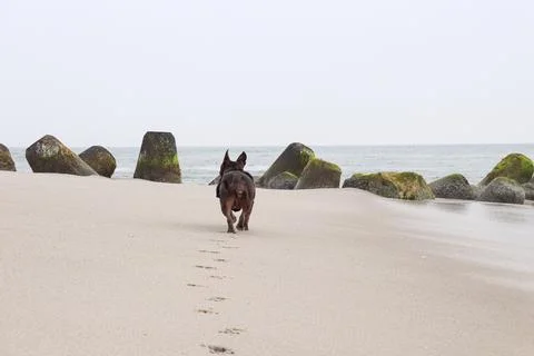 American Bully at the Beach Stock Photos