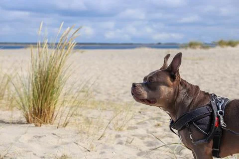 American Bully at the Beach Foto stock