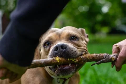 American Bully dog biting and pulling a stick Stock Photos