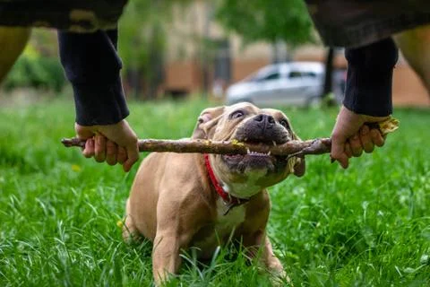 American Bully dog biting and pulling a stick Stock Photos