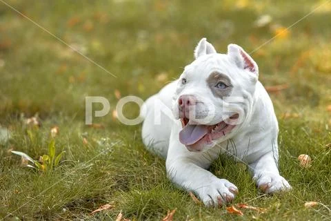 American bully dog lies on the lawn green grass in the forest Stock Photos