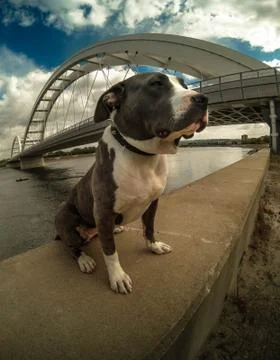American bully dog posing Stockfoto's