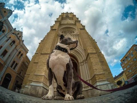 American bully dog posing Stock Photos