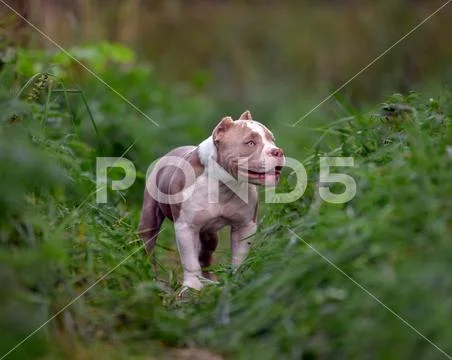 American bully dog running on the lawn green grass in the forest Stock Photos