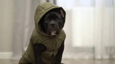 American bully dog sits in a jacket on the floor at home and waits to go outside Stock Footage 255998210