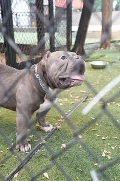 American Bully dog standing inside a fenced area on artificial grass, Stock Photos