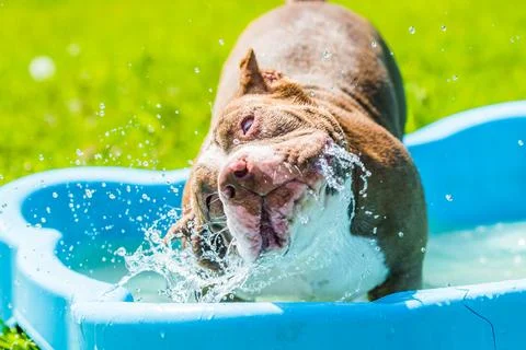 American Bully dog is swimming in pool 스톡 사진