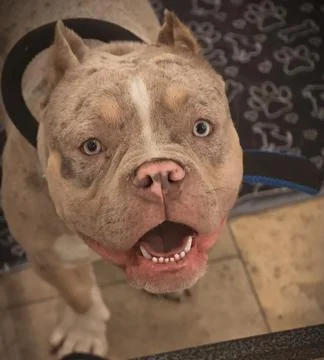 American Bully, Exotic type has a merle color Stock Photos
