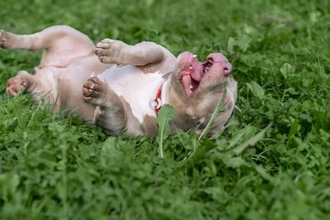 An American Bully joyfully rolls on soft, green grass, enjoying a sunny aft.. Stock Photos