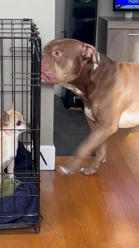 American Bully Opens Cage for his Dog Friend, Quebec, Canada - 04 Jan 2025 Stock Footage 297709853