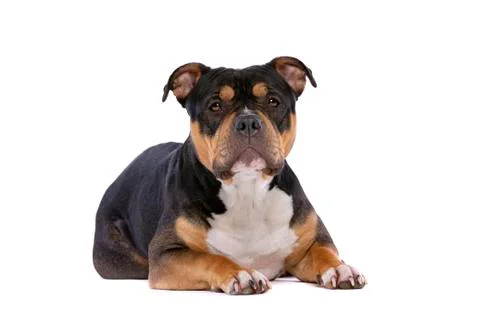 American Bully Stock Photos