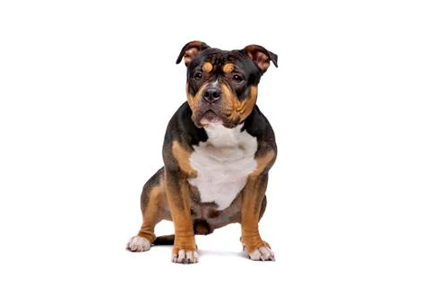 American Bully Stock Photos