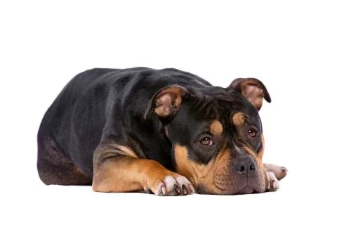American Bully Stock Photos