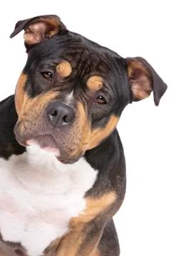 American Bully Stock Photos