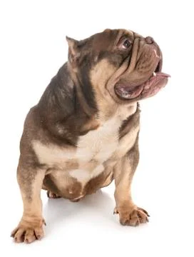 American bully in studio Stock Photos