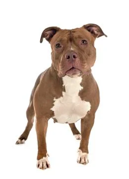 American bully in studio Stock Photos
