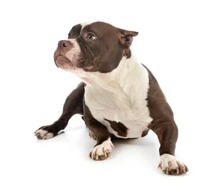American bully in studio Stock Photos