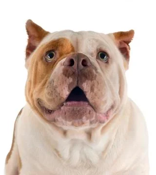 American bully in studio Foto stock