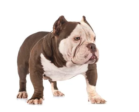 American bully in studio Stock Photos