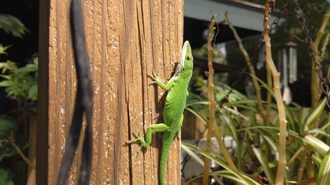 American Chameleon Looking at the Camera Stock Footage 125058346