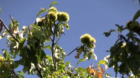 American chesnuts atop a tree gently blowing in the wind Stock Footage 116753922