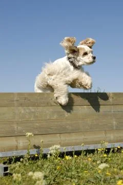 American cocker in agility Foto stock