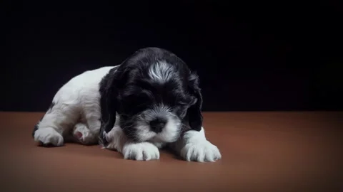 American cocker spaniel black and white puppy Stock Footage 144876498