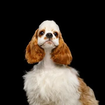 American Cocker Spaniel on Black Background Stock Photos