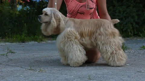 American Cocker Spaniel Stock Footage 25235923