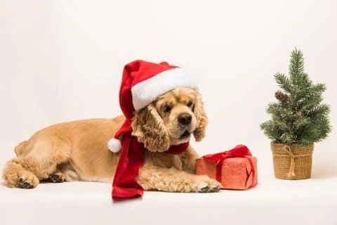 American cocker spaniel with gift box Stock Photos