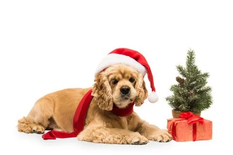 American cocker spaniel with gift box Stock Photos