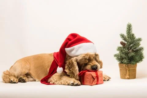 American cocker spaniel gnaws gift box Stock Photos