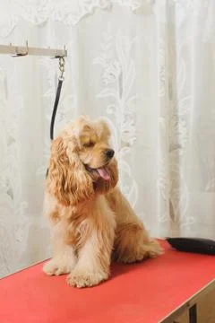 American Cocker Spaniel  on grooming table Foto stock