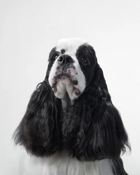 American Cocker Spaniel looking right on white background Stock Photos