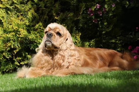 American cocker spaniel lying on the grass Stock Photos