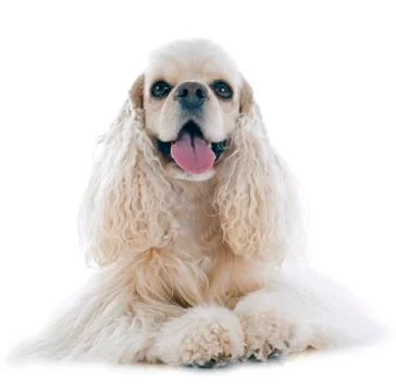 American cocker spaniel Stock Photos