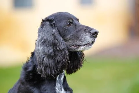 American cocker spaniel Stock Photos